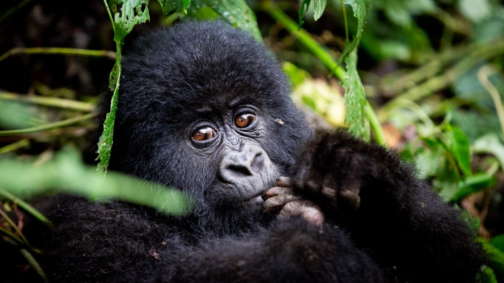 Gorilla Trekking in Rwanda Safari Guru Deon De Villiers