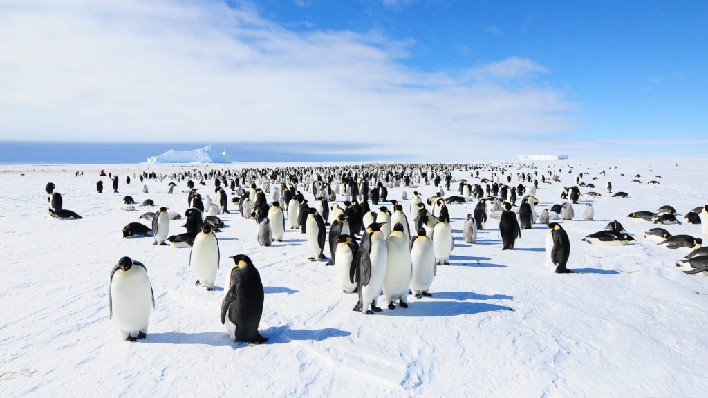 South Pole with Safari Guru - Exploring new Frontiers