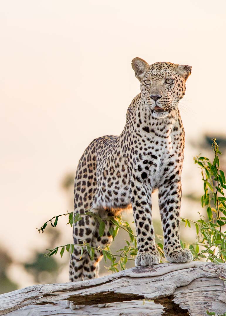 Africa Travel Specialists Safari Guru Deon De Villiers