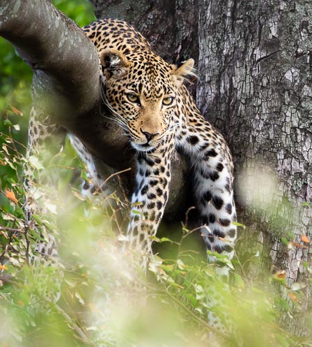 Africa Travel Specialists Safari Guru Deon De Villiers