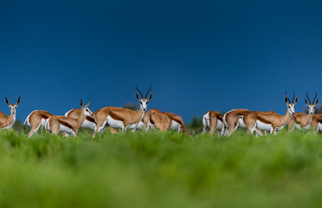 africa travel specialists safari guru six foot seven photography botswana
