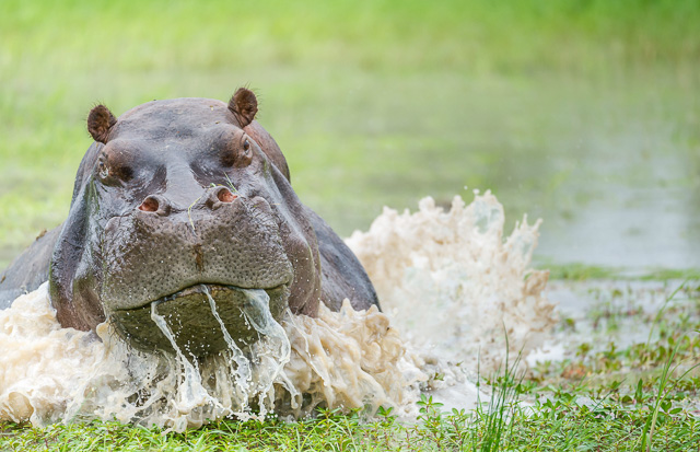Africa Travel Specialists Safari Guru Chris Perrett hippo mombo camp by Safari Guru African Travel Company