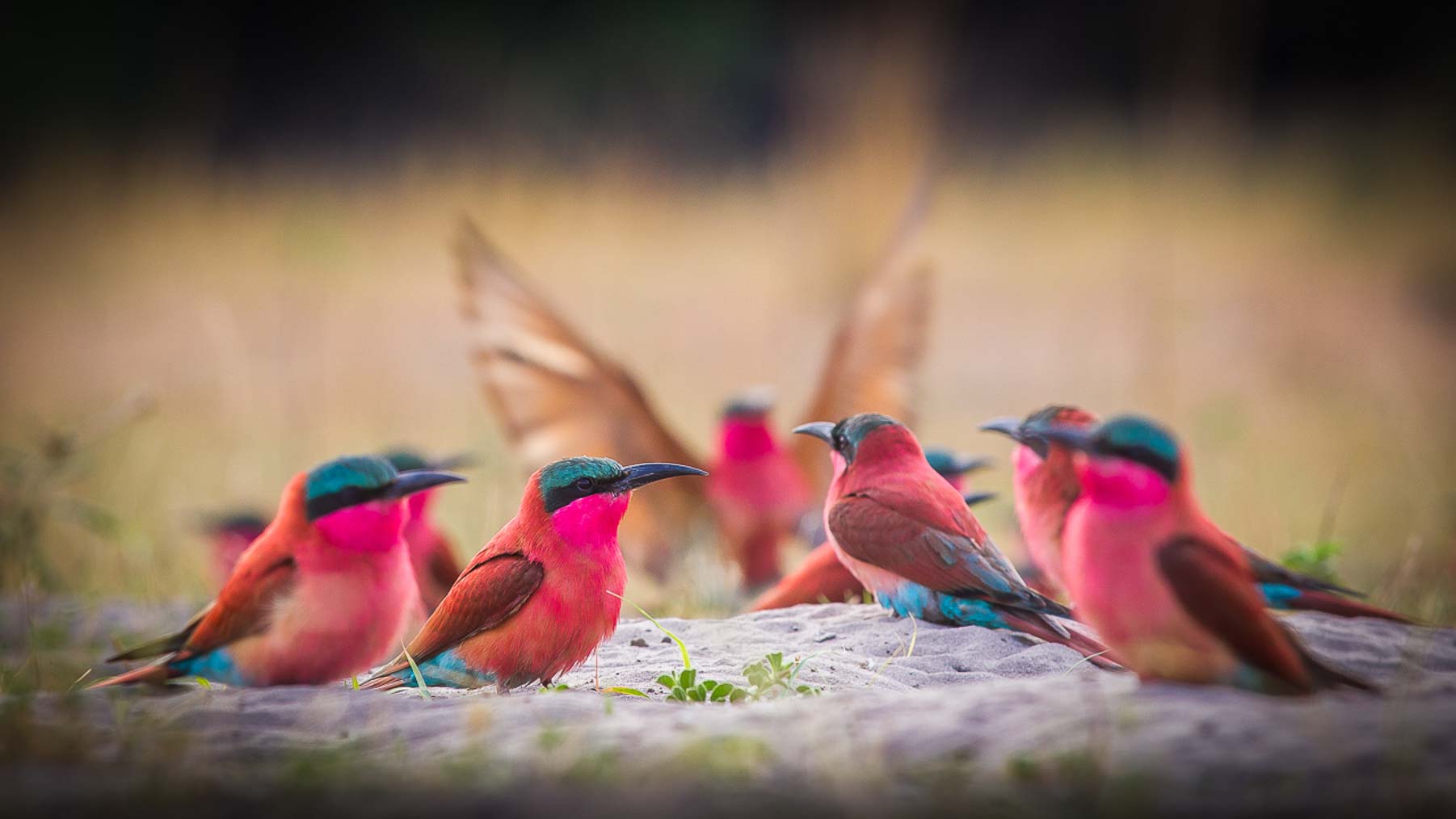 Winter Escape and Sun with Safari Guru Africa